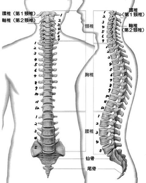 人間の脊椎の形状